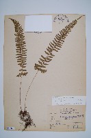 藏品(韓氏耳蕨)的圖片