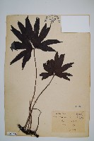 藏品(雙扇蕨)的圖片