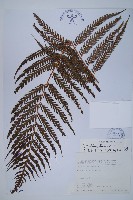 藏品(臺灣金狗毛蕨)的圖片