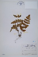 藏品(栗蕨)的圖片