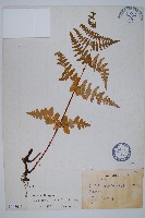 藏品(栗蕨)的圖片