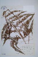 藏品(細葉複葉耳蕨)的圖片