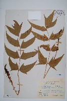 藏品(細齒貫眾蕨)的圖片