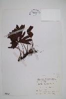 藏品(雙扇蕨)的圖片