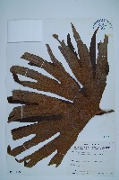 藏品(雙扇蕨)的圖片