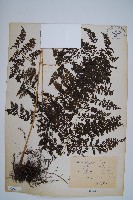 藏品(稀子蕨)的圖片