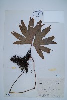 藏品(雙扇蕨)的圖片