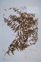 藏品(稀子蕨)的圖片