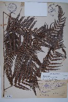 藏品(臺灣金狗毛蕨)的圖片