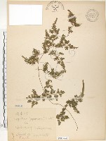 藏品(海金沙)的圖片