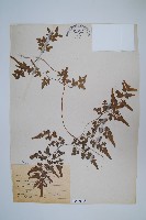 藏品(狹葉海金沙)的圖片