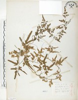 藏品(海金沙)的圖片