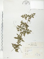 藏品(海金沙)的圖片