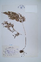 藏品(日本金粉蕨)的圖片