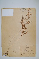 藏品(日本金粉蕨)的圖片