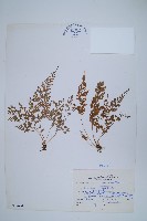 藏品(日本金粉蕨)的圖片