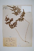 藏品(箭葉鳳尾蕨)的圖片