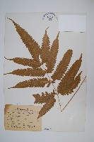藏品(傅氏鳳尾蕨)的圖片