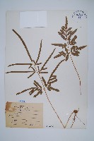 藏品(箭葉鳳尾蕨)的圖片