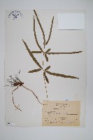 藏品(箭葉鳳尾蕨)的圖片