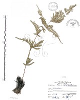 藏品(半邊羽裂鳳尾蕨)的圖片