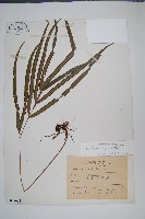 藏品(長葉鳳尾蕨)的圖片