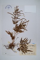 藏品(箭葉鳳尾蕨)的圖片