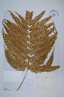 藏品(傅氏鳳尾蕨)的圖片