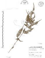 藏品(半邊羽裂鳳尾蕨)的圖片