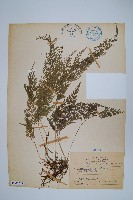 藏品(日本金粉蕨)的圖片