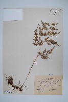 藏品(日本金粉蕨)的圖片