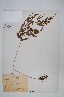 藏品(日本金粉蕨)的圖片