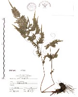 藏品(半邊羽裂鳳尾蕨)的圖片