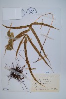 藏品(大葉鳳尾蕨)的圖片