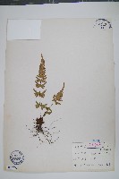 藏品(天草鳳尾蕨)的圖片