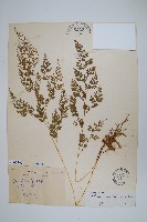 藏品(日本金粉蕨)的圖片