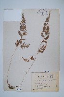 藏品(日本金粉蕨)的圖片