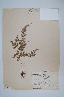 藏品(日本金粉蕨)的圖片