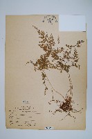 藏品(日本金粉蕨)的圖片