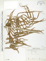 藏品(鱗蓋鳳尾蕨)的圖片