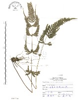 藏品(半邊羽裂鳳尾蕨)的圖片