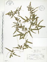 藏品(海金沙)的圖片