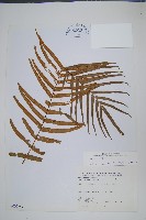 藏品(鱗蓋鳳尾蕨)的圖片