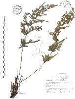 藏品(半邊羽裂鳳尾蕨)的圖片