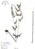 藏品(半邊羽裂鳳尾蕨)的圖片