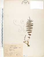 藏品(鱗蓋鳳尾蕨)的圖片