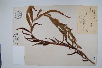 藏品(粗齒革葉紫萁)的圖片