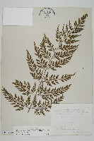 藏品(大黑柄鐵角蕨、黃鱗鐵角蕨、大羽鐵角蕨)的圖片