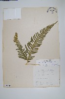 藏品(弧脈鳳尾蕨)的圖片