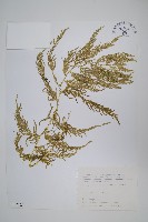 藏品(全緣卷柏)的圖片